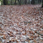 IMG_20201123_123828
